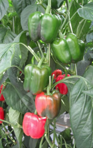 Planning-for-success-in-greenhouse-vegetable-operations