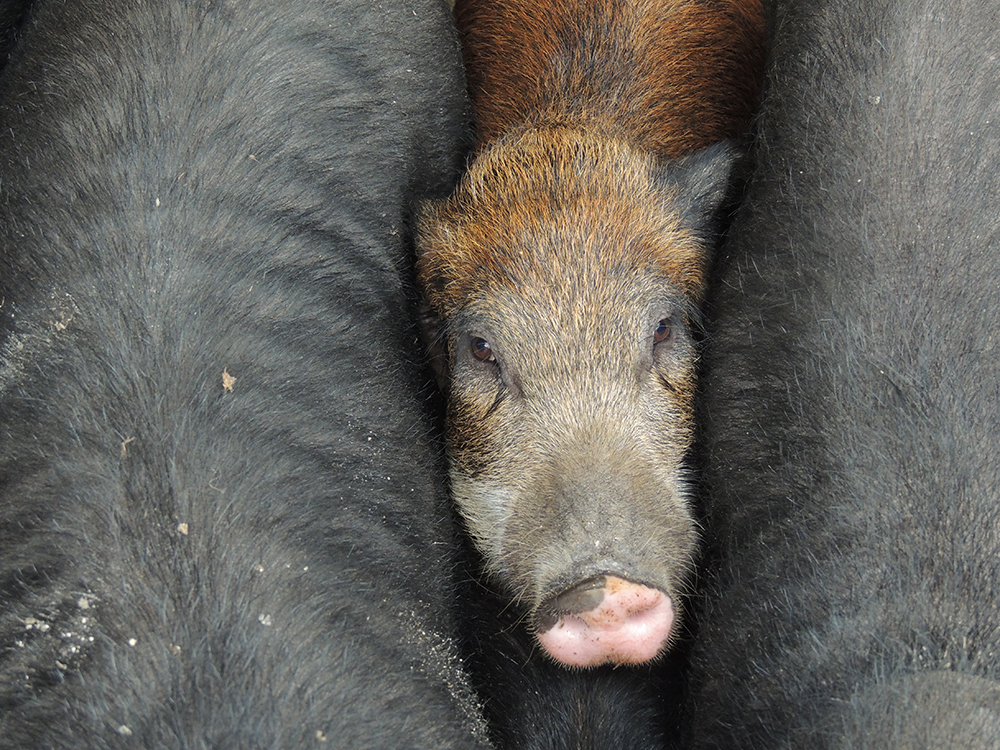 When Will Feeding Our Livestock Become Just as Important as Feeding Ourselves?