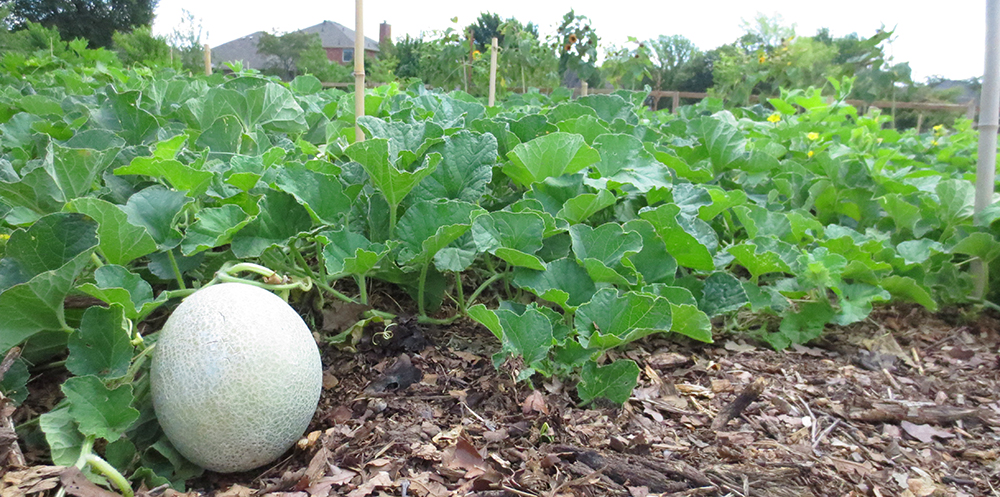 Community Gardens