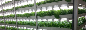 Vertical-Farming-Proenza