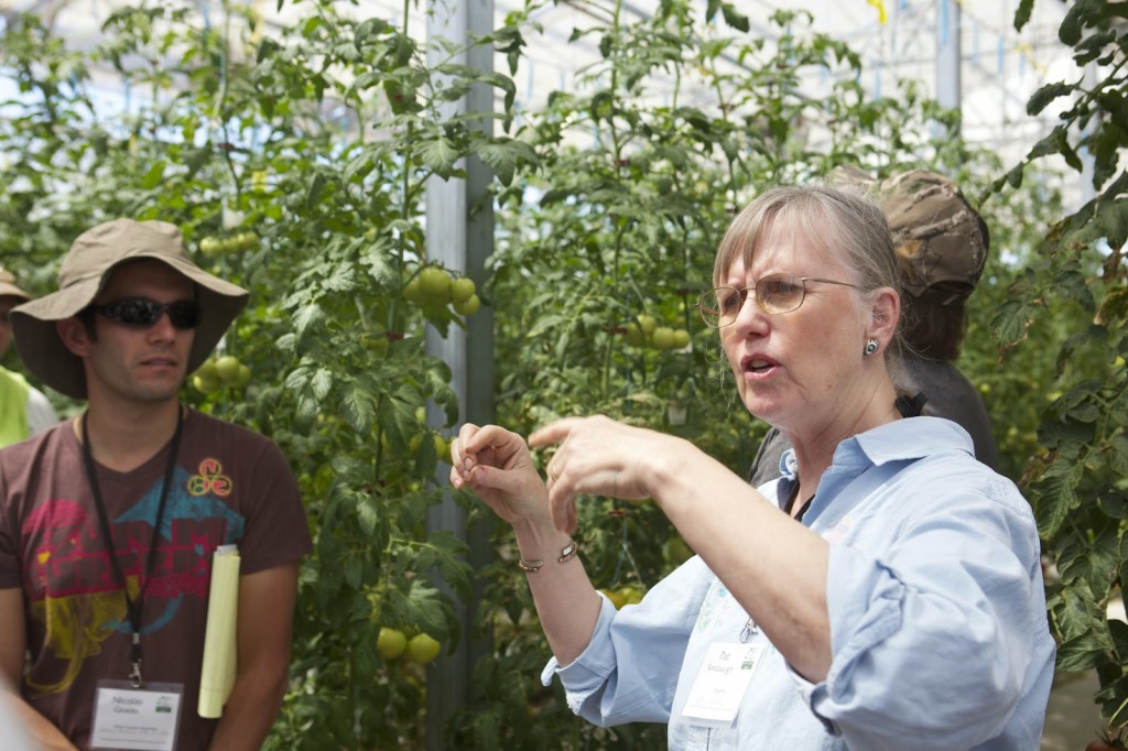University of Arizona Intensive Course will focus on hydroponic greenhouse tomato production