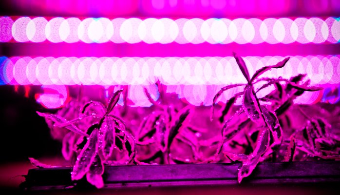 Horticultural Lighting Metrics