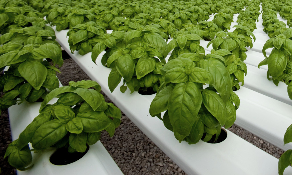 greenhouse-grown-basil