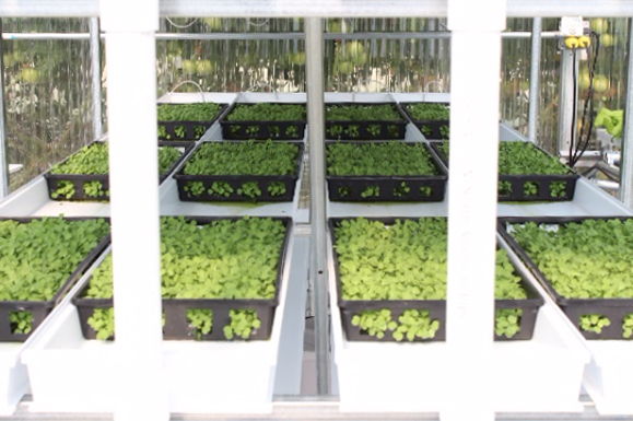 MICROGREENS… Not Only Healthy and Delicious, But Fun to Grow