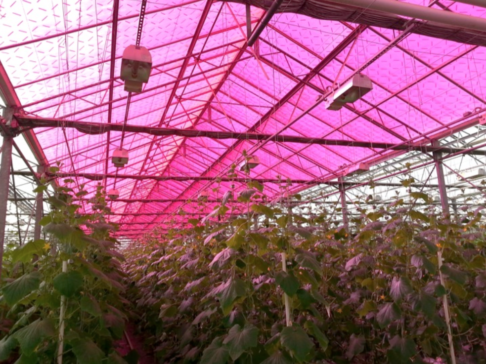 Soliculture greenhouse photovoltaic panels give growers a second harvest of electricity without impacting plant growth Commercial Cucumber Plant Trial