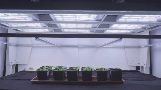 Valoya drives Queen Mary University’s research into higher yields in agricultural crops in collaboration with Microsoft. Valoya LED grow lights