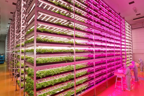 The farm uses 17,500 LED lights spread over 18 cultivation racks reaching 15 levels high.