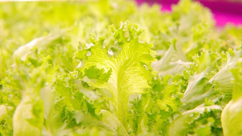 The farm is producing 10,000 heads of lettuce per day.