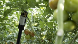 Tomato growers convinced of robotics – Three growers take a head start with the Priva De-Leafing Robot