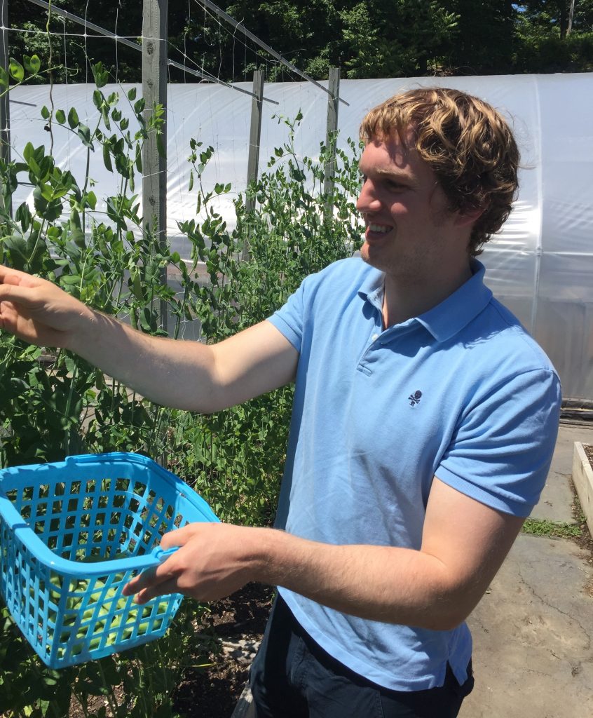 Sam Wells (Picking Snap Peas at Renewal Farm in Garrison, NY) (1)