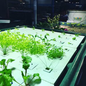 Stuppy Aqueduct Aquaponics System 1