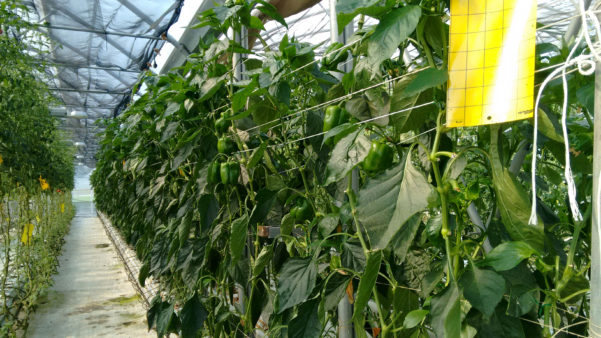 Auroras-greenhouse-grown-peppers