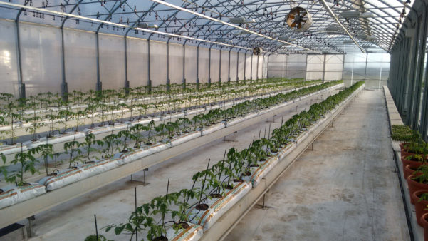 Auroras-tomato-greenhouse