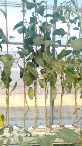 auroras-greenhouse-grown-eggplant