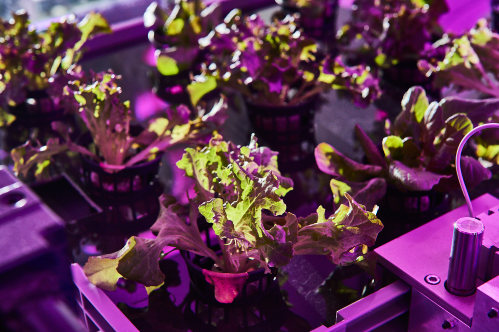 Urban Crops