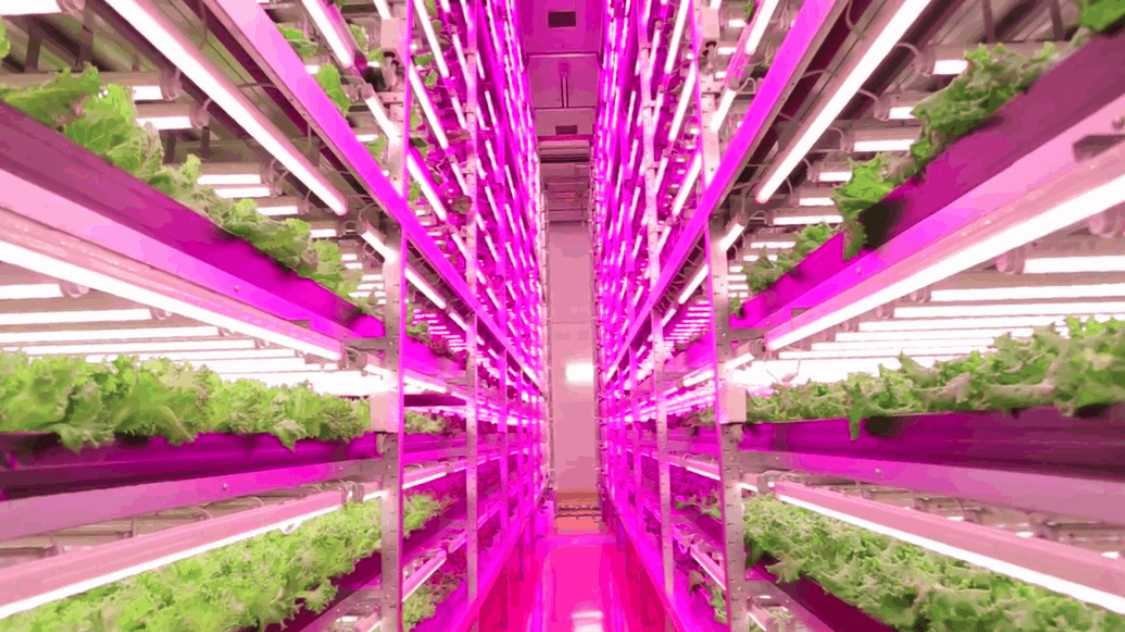 ge-horticultural-led-grow-lights-japan-plant-factory – Urban Ag News