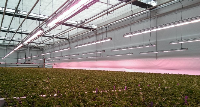 The Role of LEDs in Speed Breeding
