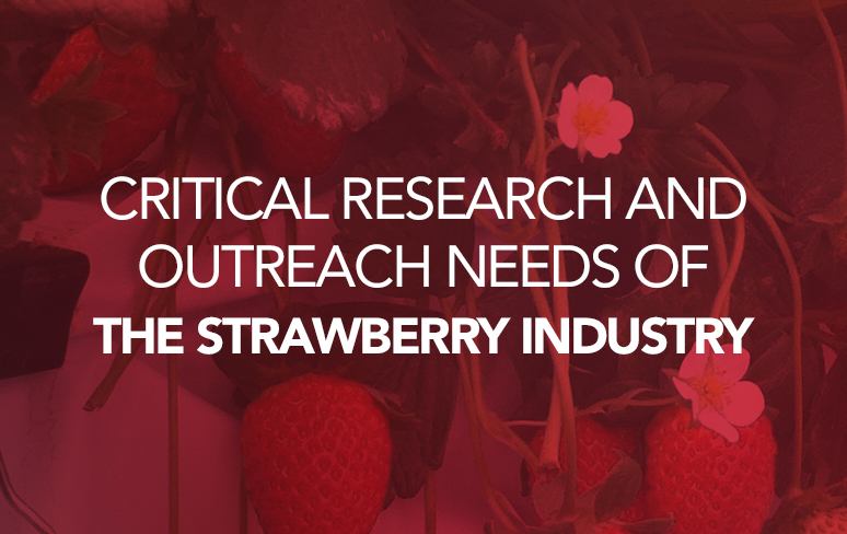 strawberry survey