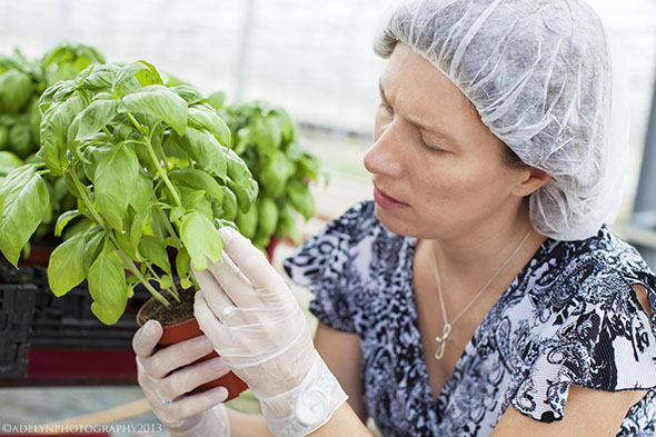Making Integrated Pest and Disease Management Work