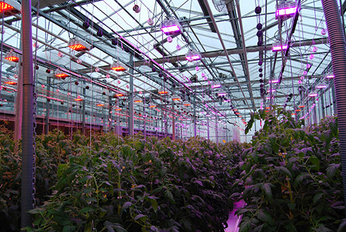 Canadian researchers advance supplemental lighting for the greenhouse industry