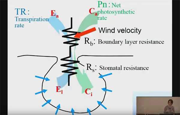 CEAC Greenhouse Plant Physiology and Technology Course – Week 4-1