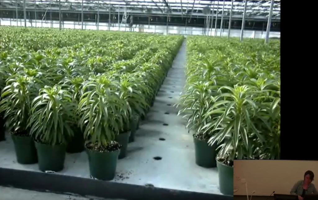 CEAC Greenhouse Plant Physiology and Technology Course – Week 6-1