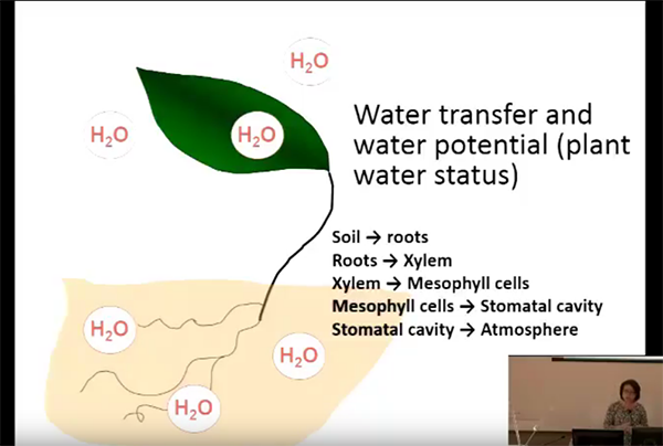 CEAC Greenhouse Plant Physiology and Technology Course – Week 8-1