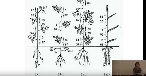 CEAC Greenhouse Plant Physiology and Technology Course – Week 8-3