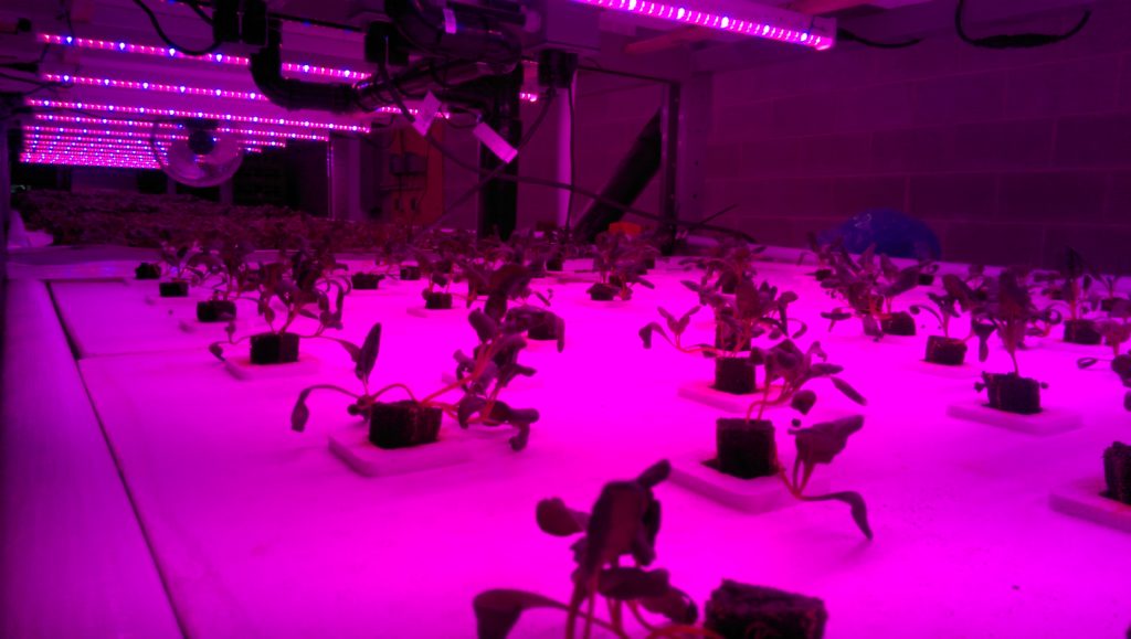 Local by Atta rebuilds vertical farm with GE LEDs after devastating fire