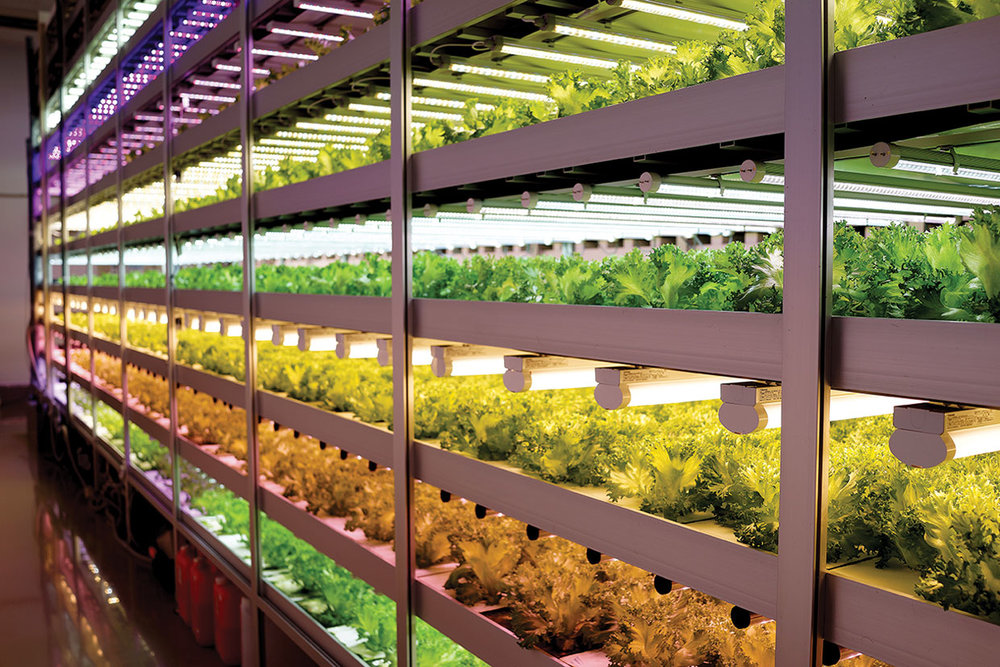 Five-day Introductory Training Course on Plant Factory with Artificial Lighting (PFAL)