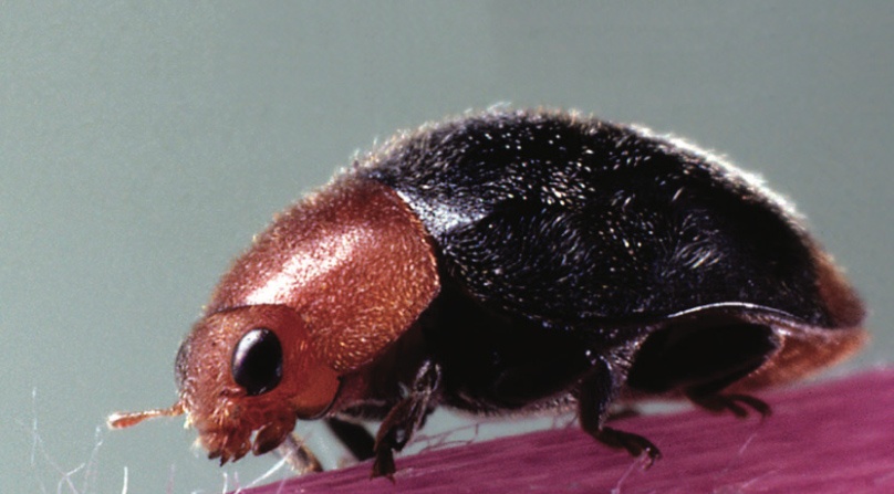 BioBee USA and Hort Americas partner to bring growers biologically-based IPM