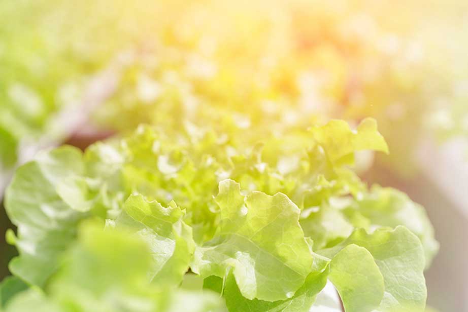 Illuminating the Farm of the Future – Jones Food Company Ltd. Partners with Current by GE for Next-Gen Food Production