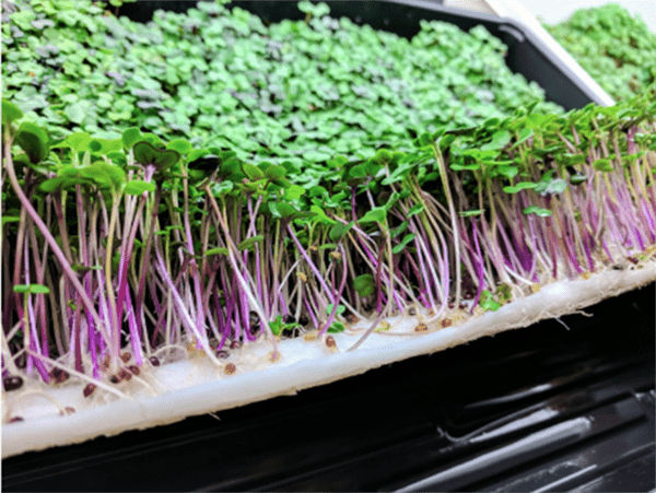 VegBed Releases Update to Popular Bamboo Microgreens Mat