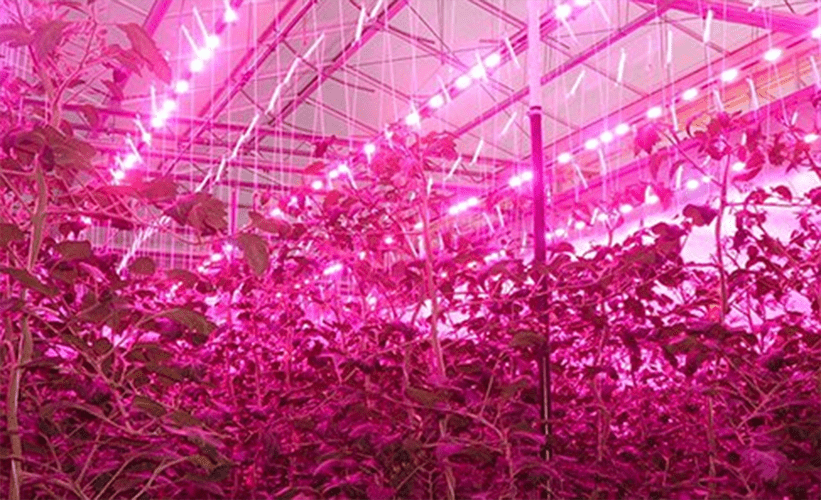 Wageningen University announces course on lighting in greenhouses and vertical farms