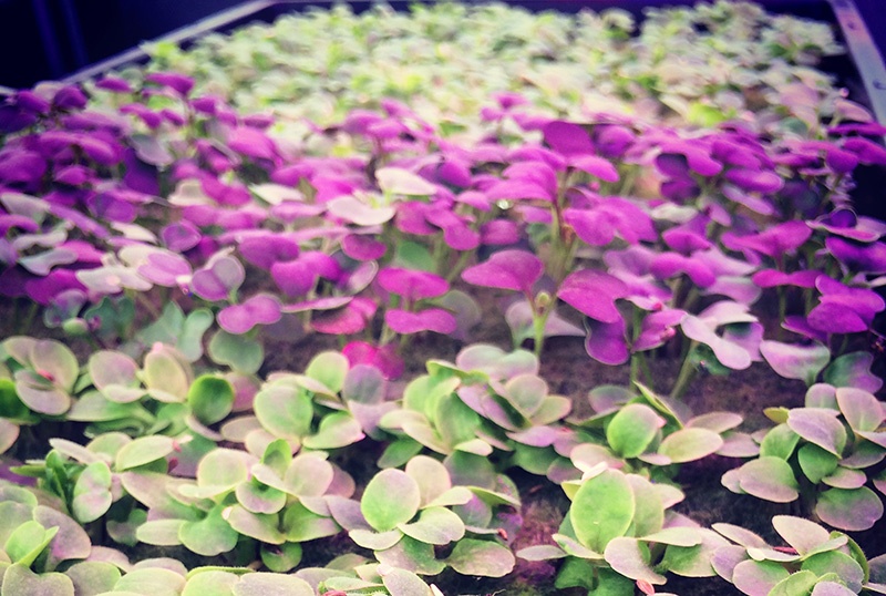 Calling all microgreen growers!