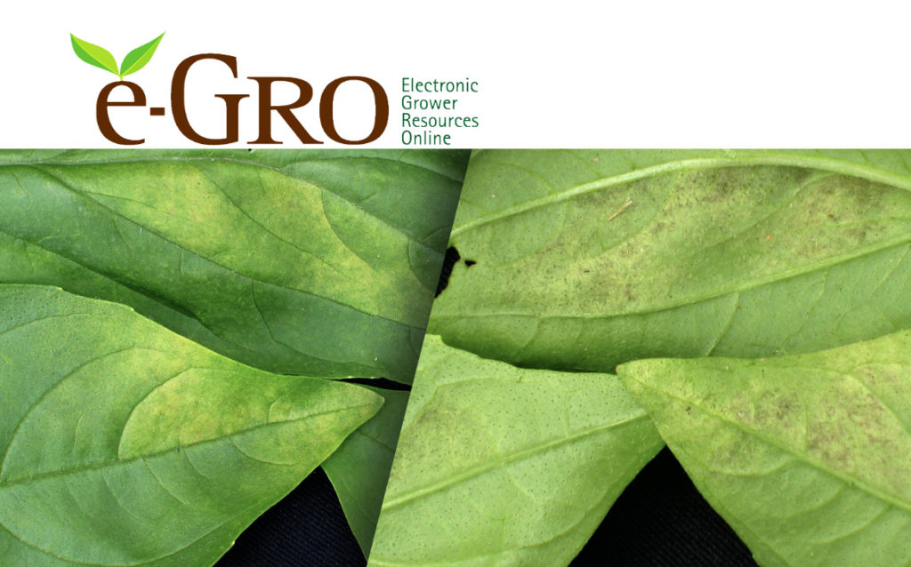 Managing Basil Downy Mildew in the Greenhouse