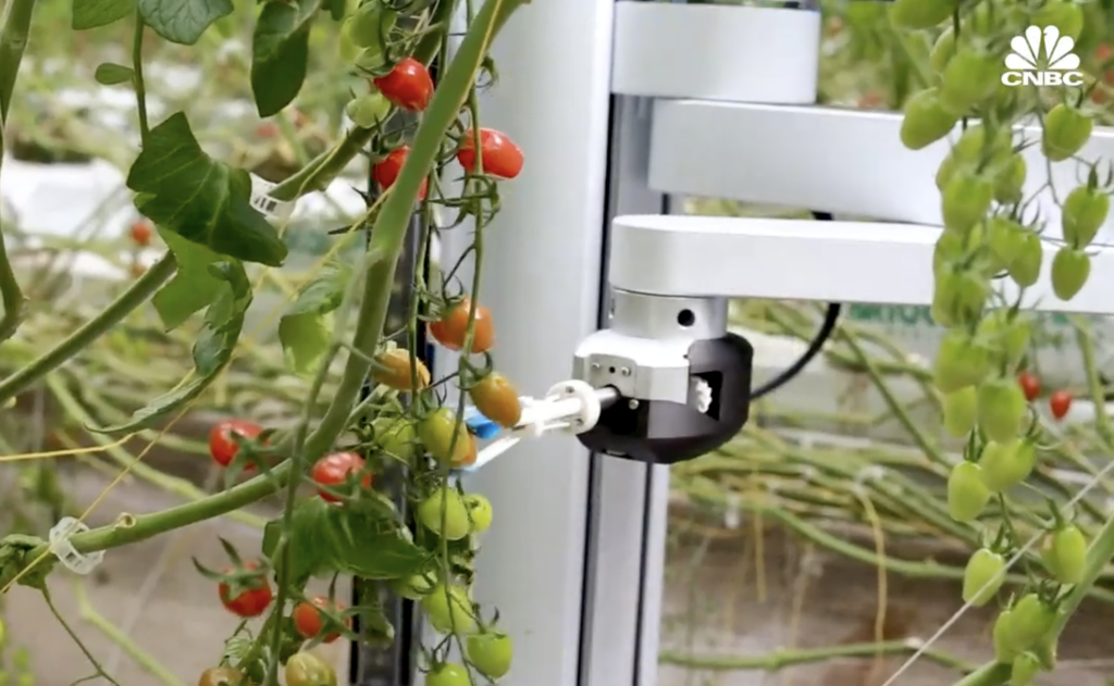 This expert at picking tomatoes is not a person