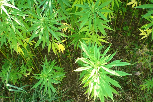 e-Gro Industrial Hemp Webinar Series
