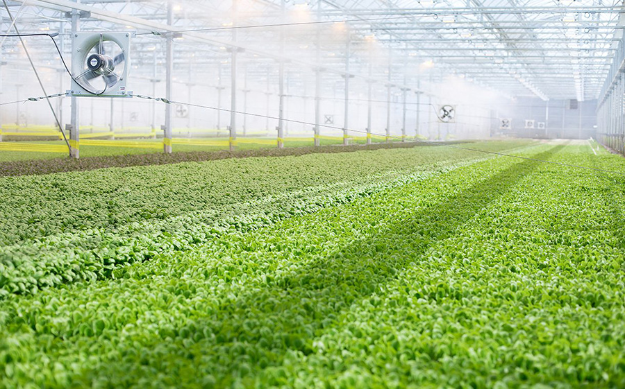CEA Food Safety Coalition Creates Board of Directors, Elects Officers and Seeks Members