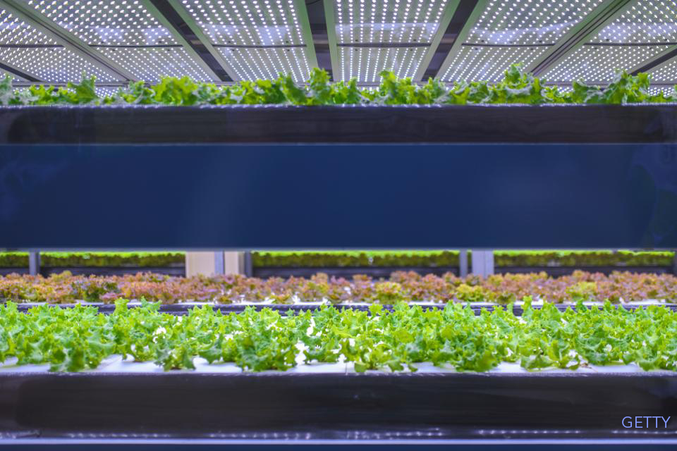 Forbes discusses vertical farming and robotics