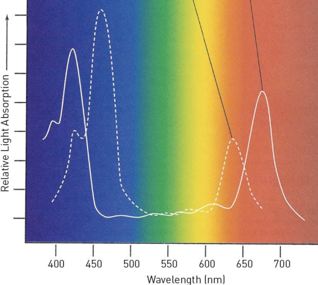 All You Need to Know About Light Spectrum