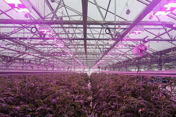 How to Start Your Grow Light Trial
