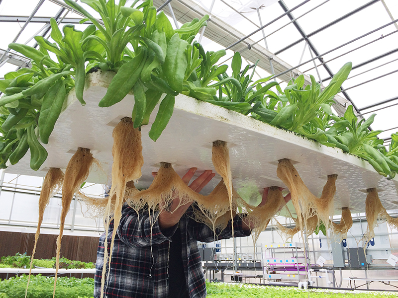 University of Connecticut offers Hydroponic nutrient management and root health webinar
