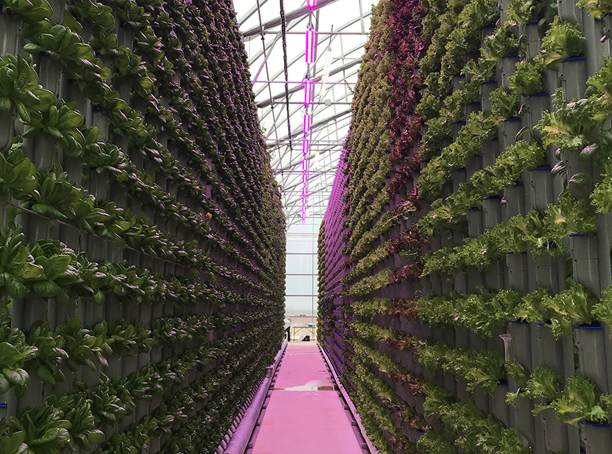 GE Current, a Daintree company unveils broad spectrum offering at MJBizCon 2019