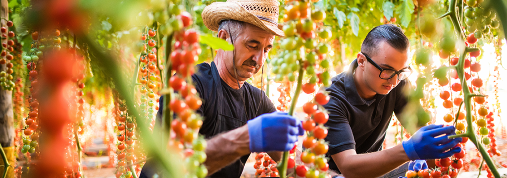 GreenTech Americas Conference helps Latin American growers, breeders and suppliers to optimize their cultivation
