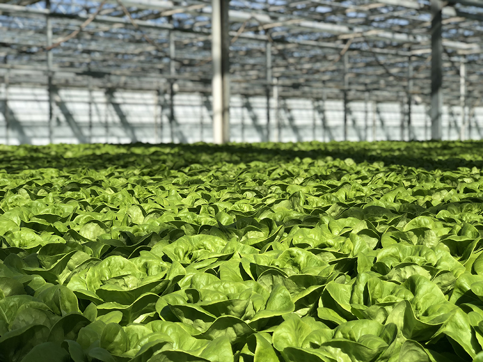 How is FresH2O Growers offering consumers “fresher, greener, healthier” lettuce?