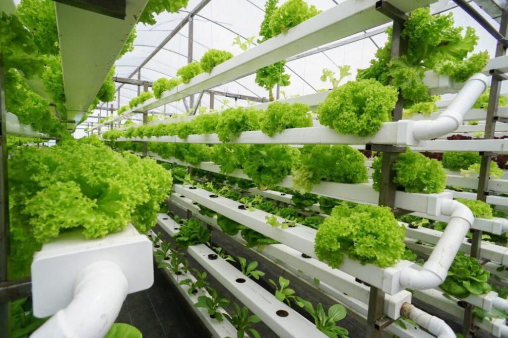 Institute for Advanced Learning and Research and Virginia Tech launch the Controlled Environment Agriculture Innovation Center in Danville
