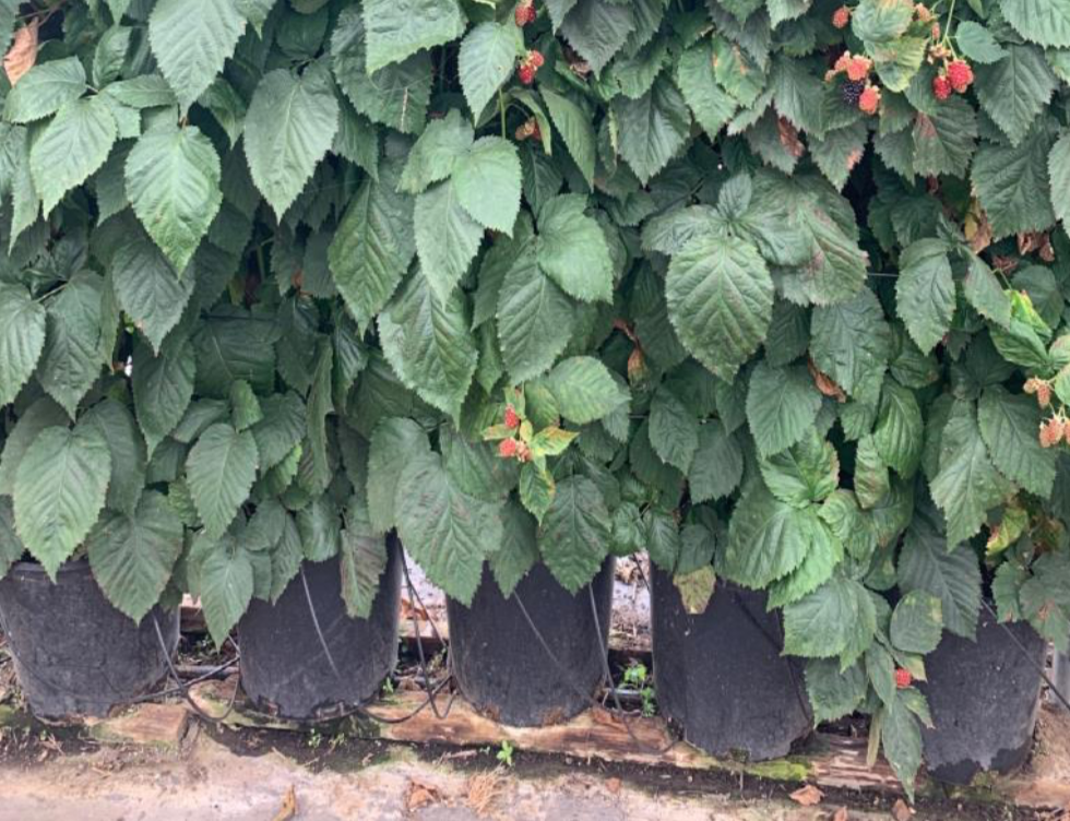 Is Containerized Blackberry Production Ready for Prime Time? by e-GRO