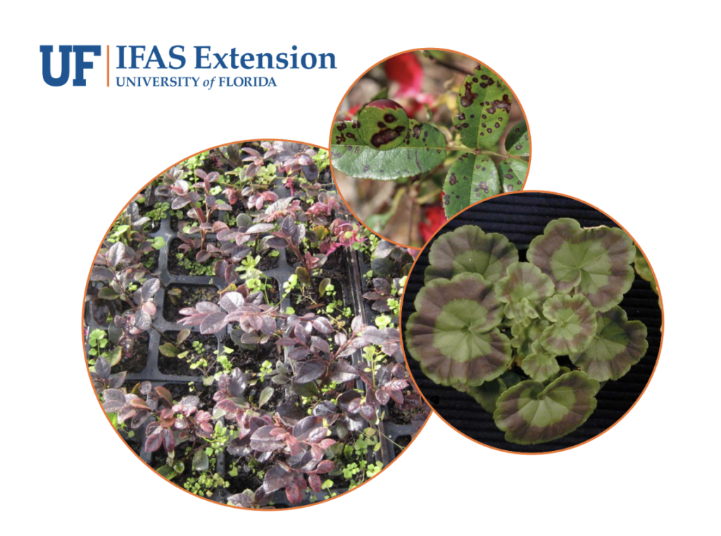 University of Florida Greenhouse Training Online program offering 3 new courses in 2025!