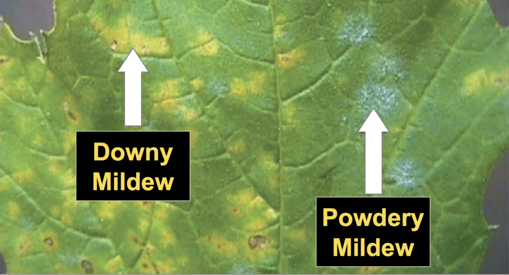 Powdery Mildew Management 101 by e-GRO